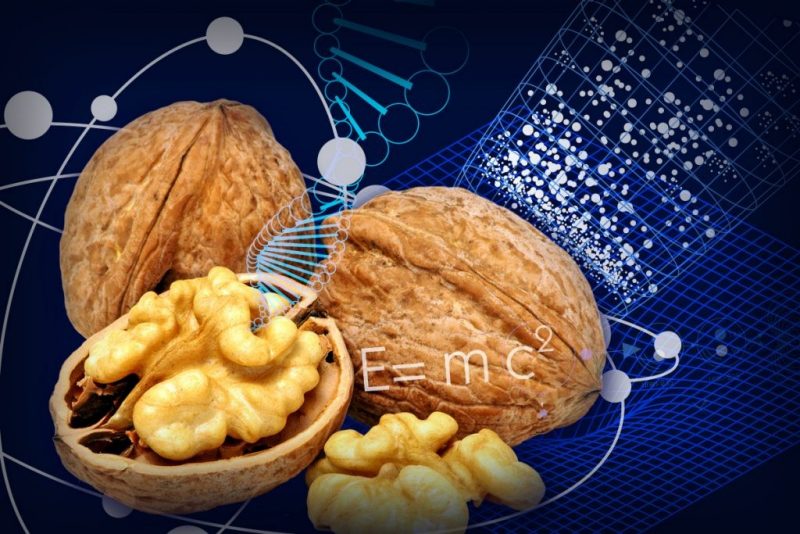 Three walnuts, one cracked open, with a dark blue background and scientific elements scattered throughout the photo.