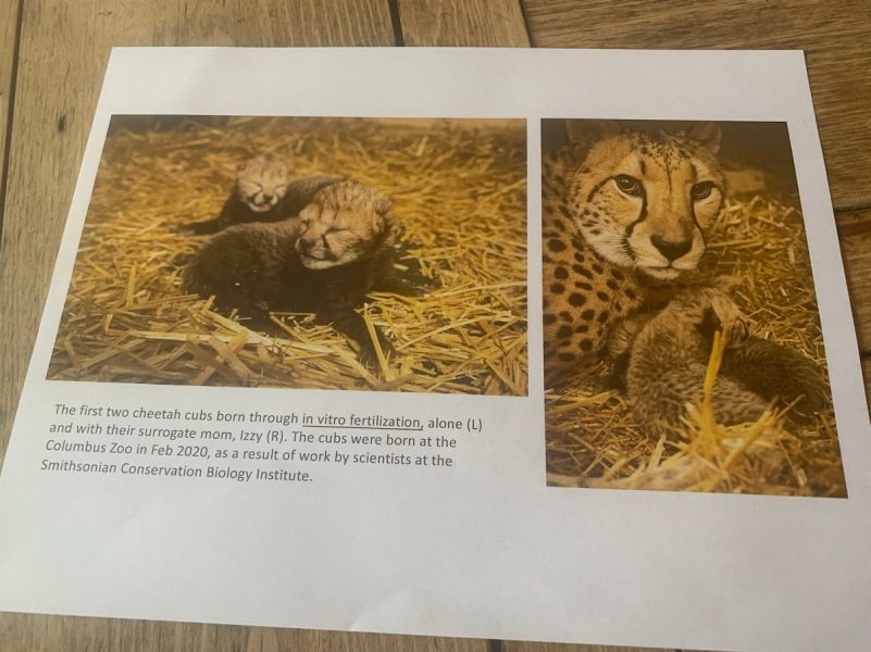 A piece of paper with two photos, one of cheetah cubs and one with an adult cheetah. Text explains that the cubs were the first cheetahs born through in vitro fertilization.