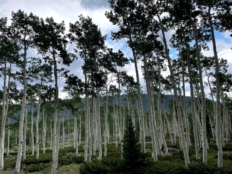 A forest of identical male aspen trees, talk and under a blue clouded sky..
