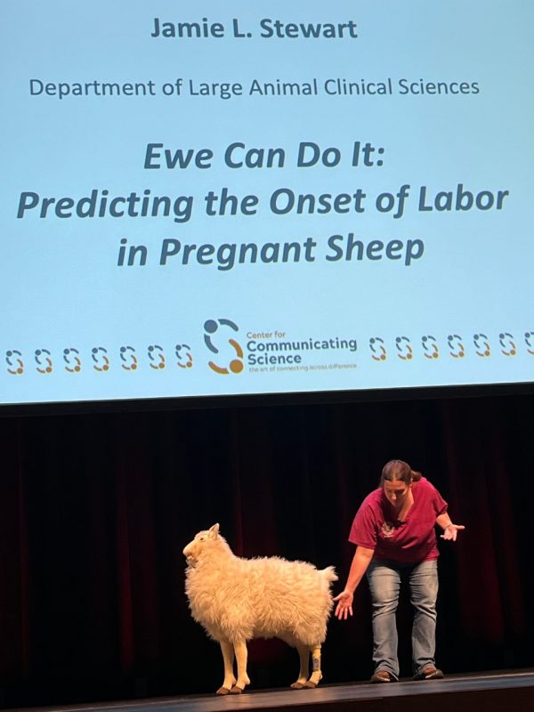 This photo shows a woman leaning over to point at an "anklet" on the leg of a stuffed sheep model. Behind her is a large slide reading "Jamie L. Stewart, Department of Large Animals, Ewe Can Do It: Predicting the Onset of Labor in Pregnat Sheep."