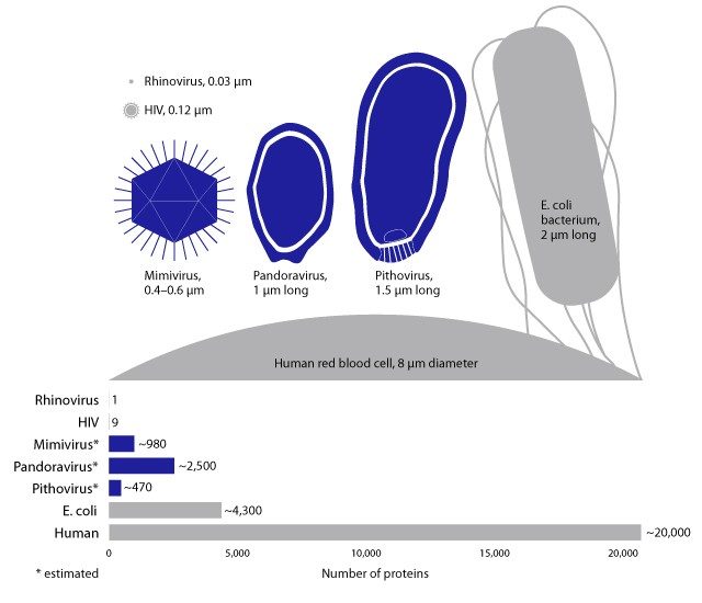 A picture of different virus size comparisons. Humans having the highest in E. Coli bacterium. 