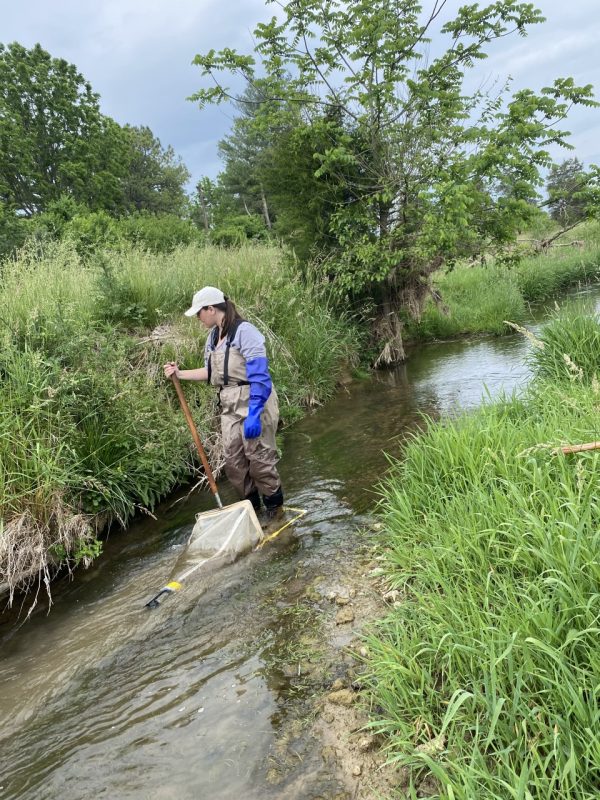 This photo shows a white person with medium long dark hair wearing chest waders and and a white baseball cap. She is standing in a small stream, approximately 4 feet in width, with a net submerged in the water. Grasses and a tree line the stream banks.