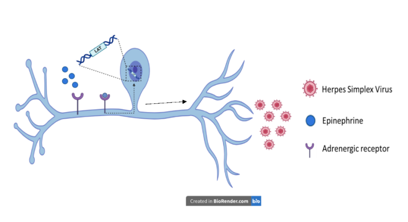 A neuron and Herpes Simplex Virus Proposed mechanism: Epinephrine binds to its receptor on the neurons, triggering downstream signalling that affects a region of the LAT gene, which will result in increased replication/reactivation of HSV.