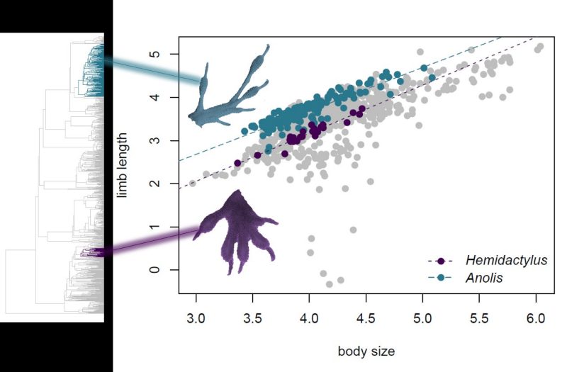 This image shows a graph of limb length (y axis) and body size (x axis) for two lizard types, Hemidactylus and Anolis. 