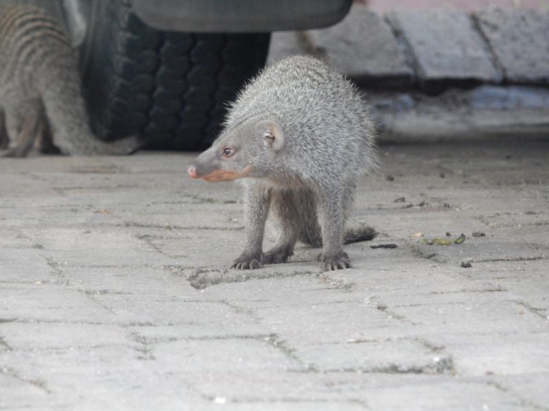 Urban banded mongoose