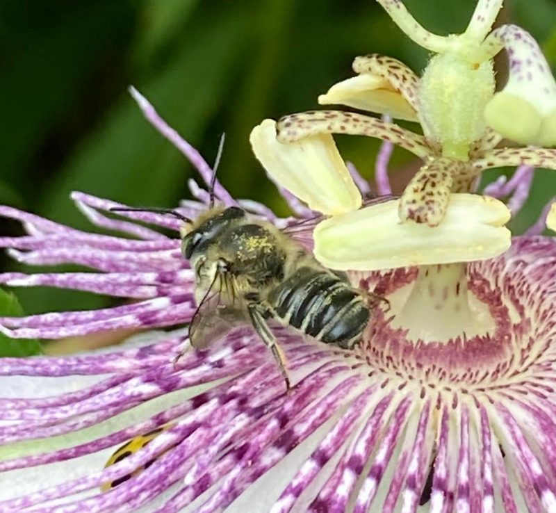 This photo is a closeup of a bee on a passionflower. The flower is purple, white, and pale green. The bee is black and yellow and has yellow pollen on the hairs on its thorax.