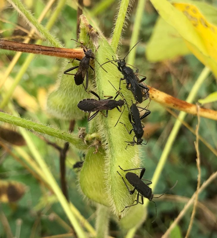 This photo shows three soybean pods hanging from their stem and covered by five black bugs with long antennae.
