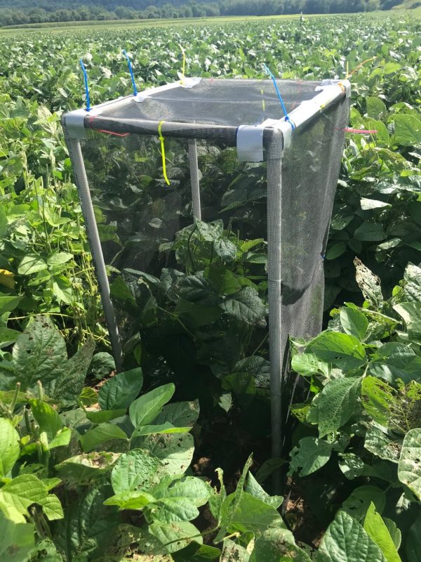 This photo shows an enclosure made of PVC piping covered with a fine mesh or netting and covering one soybean plant in a field of soybeans. The enclosure is about twice as tall as the plant.