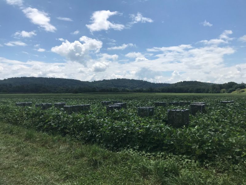 This photo shows a field of soybeans with mountains in the background. About a dozen small wire mesh cages are visible in the field, covering a few plants.
