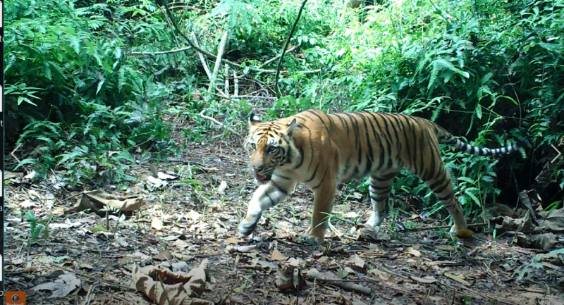 Female Sumatran tiger 