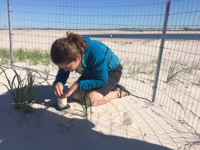 Weighing a piping plover egg