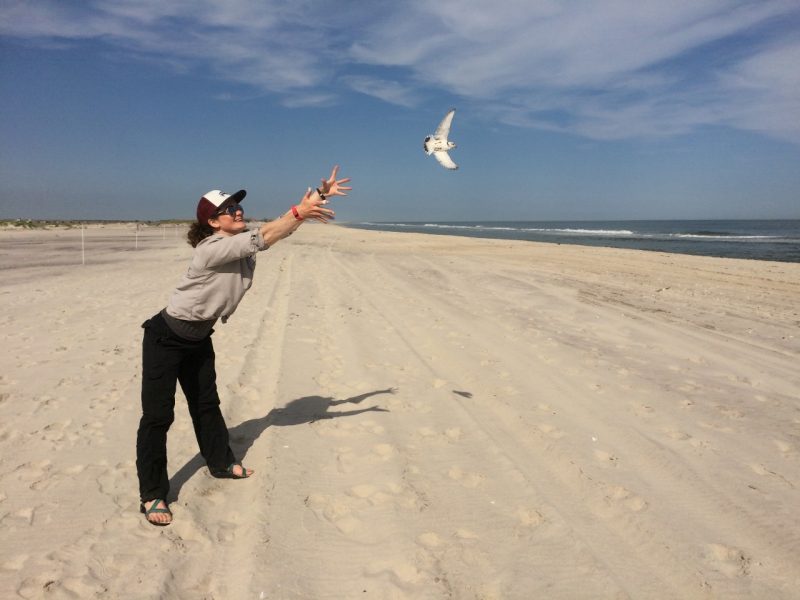 Setting free a plover