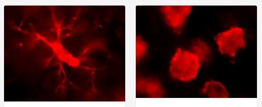 This image shows two photos side by side, both red on a black background. One shows an oblong shape with branching forms emerging. The other shows 7 roughly spherical blobs.