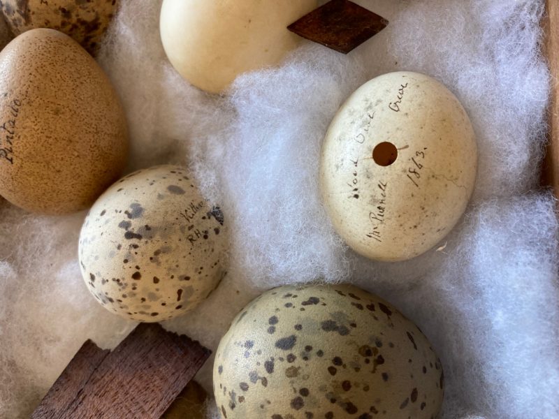 Egg specimens from the Carnegie Museum of Natural History in Pittsburgh, PA. To preserve eggshells for museums small holes are made to drain the inside of the egg, keeping the remaining shell intact. One notable egg pictured is an off-white Wood Duck egg from 1863. Photo courtesy of Jay Margolis.