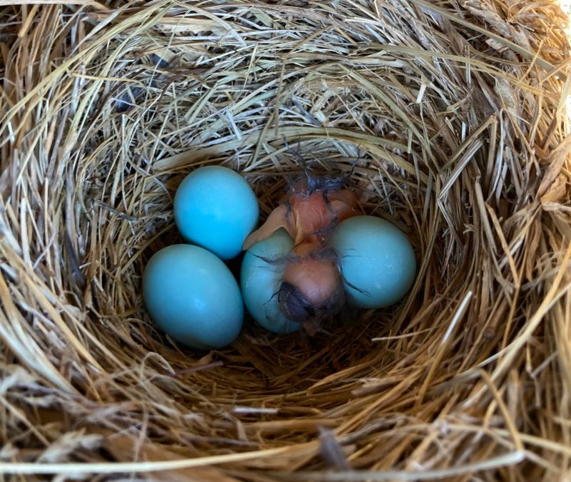 An Eastern Bluebird nest: Four sky-blue eggs and a pink featherless hatchling.