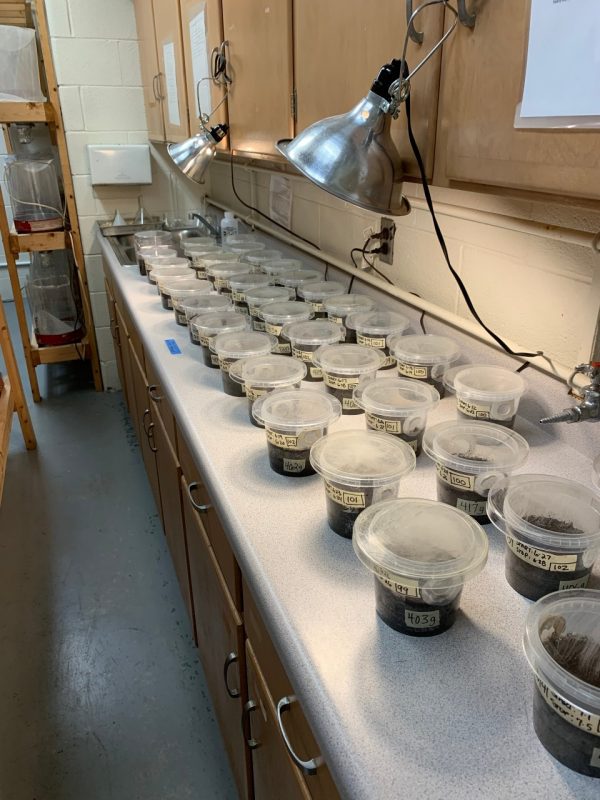 This photo shows several dozen plastic containers in three rows on a lab bench. Each container is about half filled with a dark material and labeled with writing and numbers. Two heat lamps are suspended above the rows of containers.