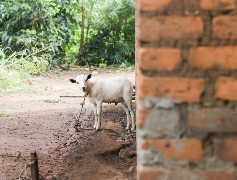 A picture of a white goat with a blurry frontline of brick. The goat is tied up and chilling in the mud. 