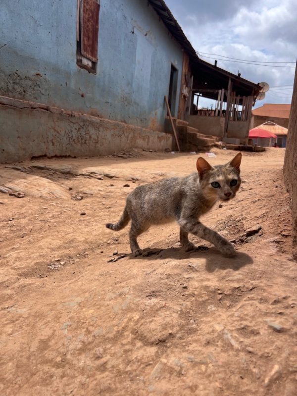 Jessica Spence - cat roaming