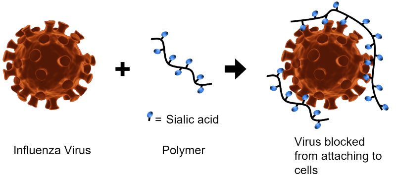 This illustration shows an influenza virus combining with a sialic acid polymer, with the polymer blocking "attachment sites" on the virus. 