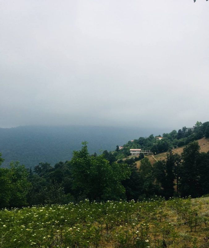 This photo shows a mist-covered mountain in the background, deep green forest, and a village of a few houses. In the foreground is a meadow of white-blooming flower.