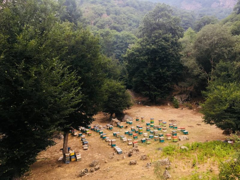 This photo shows a clearing in a forest with dozens of brightly colored bee hives.