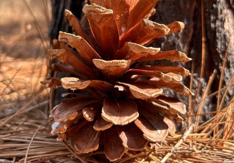 Reyhane Rastgoo 10 Image contains a large pinecone about 12 inches long, leaning on a tree on the forest floor.