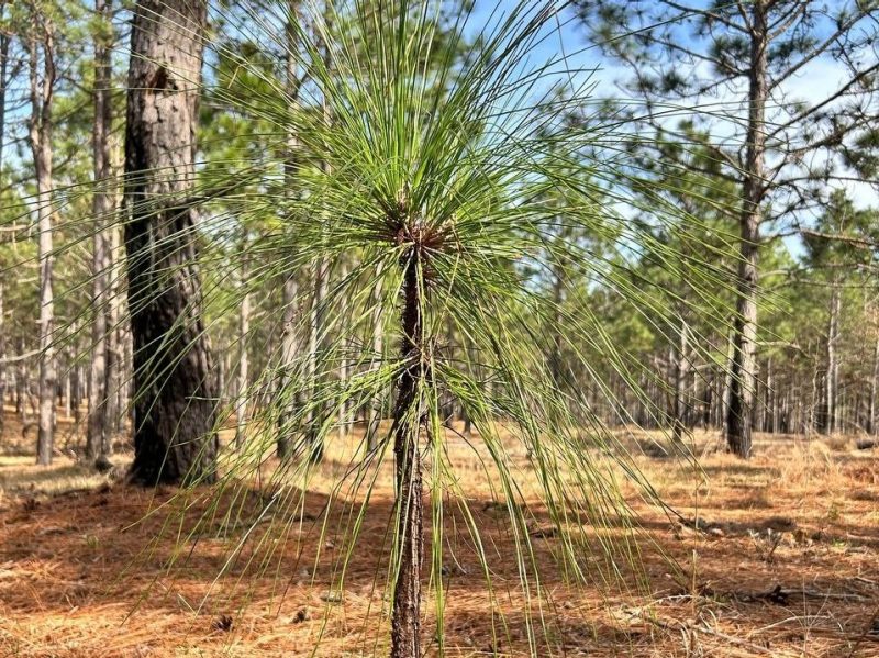 Reyhane Rastgoo 8 A young longleaf pine emerges from the forest floor.