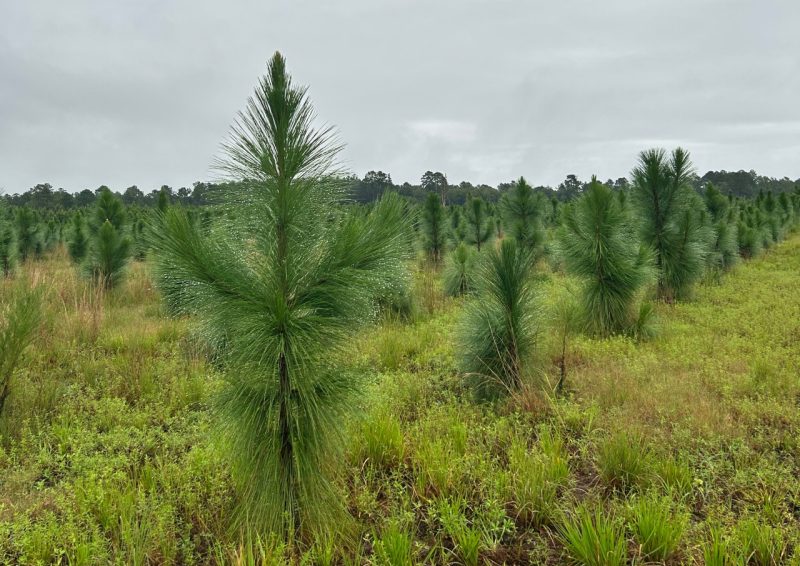 Reyhane Rastgoo 9 Young longleaf pines growing together in a field on private land.