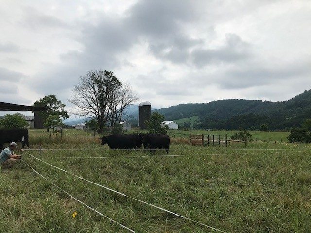 This photo shows a lush green pasture, a few black cows, a silo, some trees, and rolling mountains in the background, and a crouched person on the far left working on some fencing.