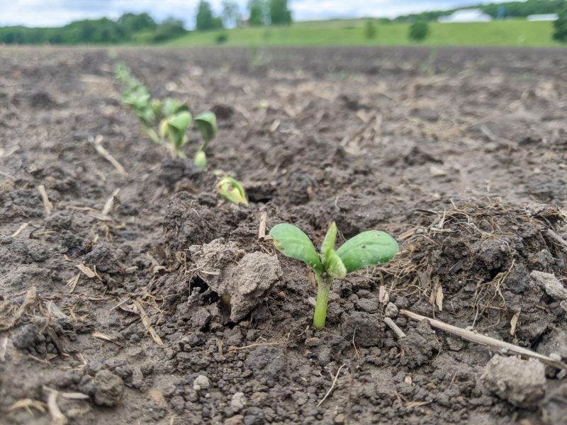 This photo is a closeup of a newly sprouted soybean seedling. Behind it and to the left corner of the photo stretch a row of other seedlings.