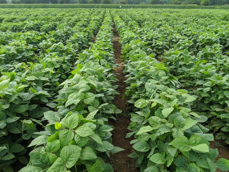 This photo shows several rows of soybean plants stretching into the distance.