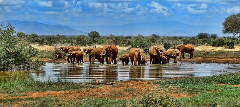This photo shows a group of about a dozen elephants at a water hole. One large tree is visible on the right, smaller trees behind the elephants, and hazy blue mountains form a backdrop for the whole scene.
