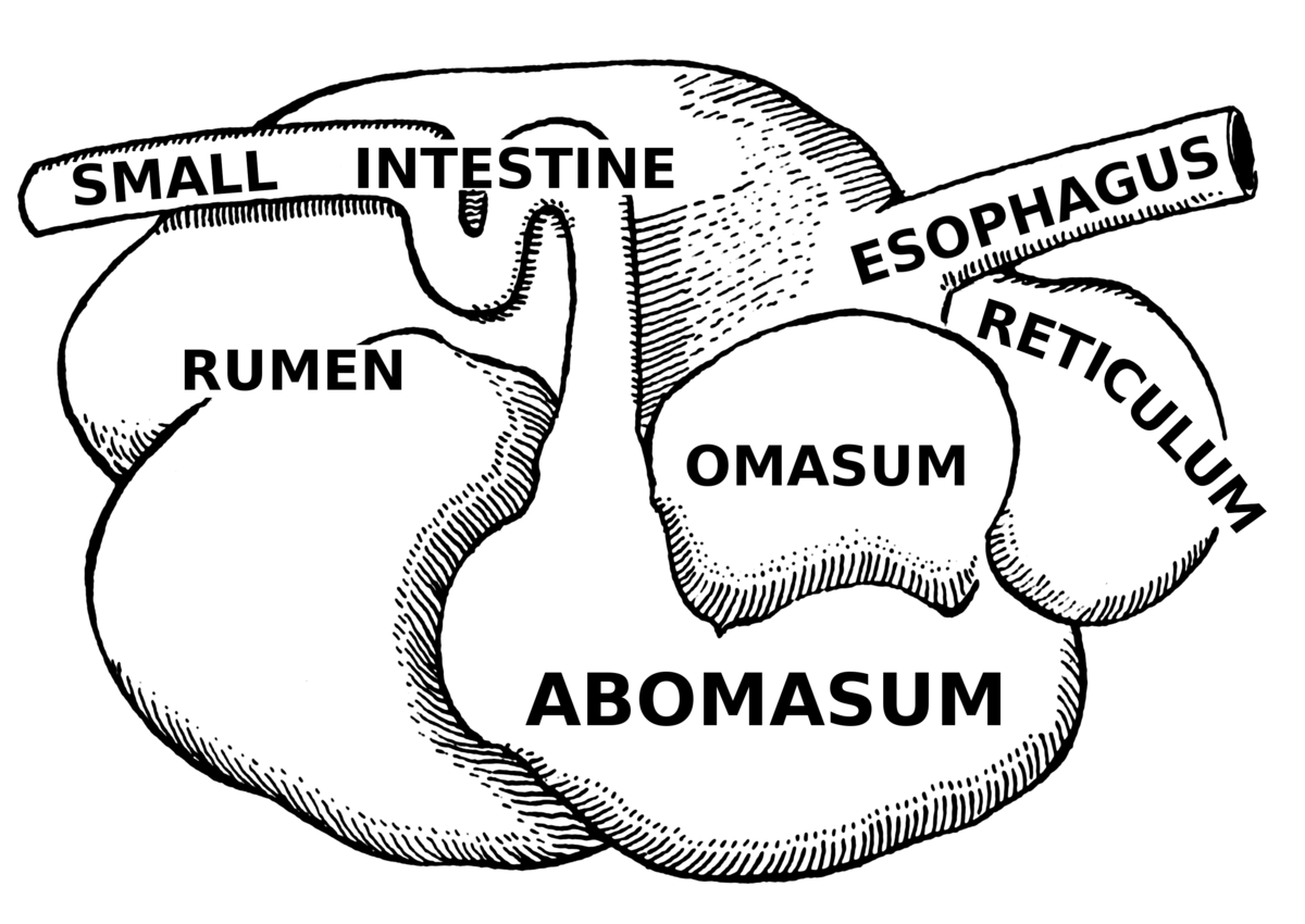 Cow's digestive system diagram