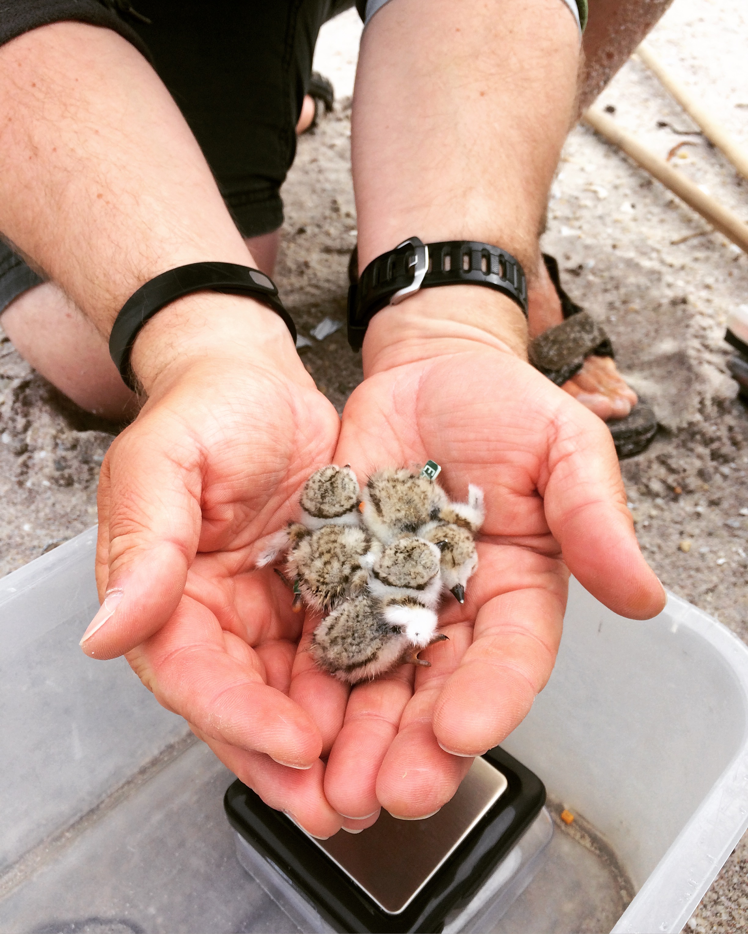 Piping plover chicks