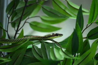 This photo shows the front portion (head and part of body) of a snake patterned with green, black, and orange and poised on a branch of leaves.