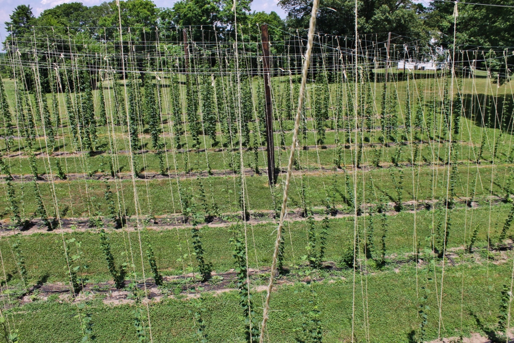This photo shows a field of hops plants planted in rows, each with a stake or vertical string for the vine to climb.