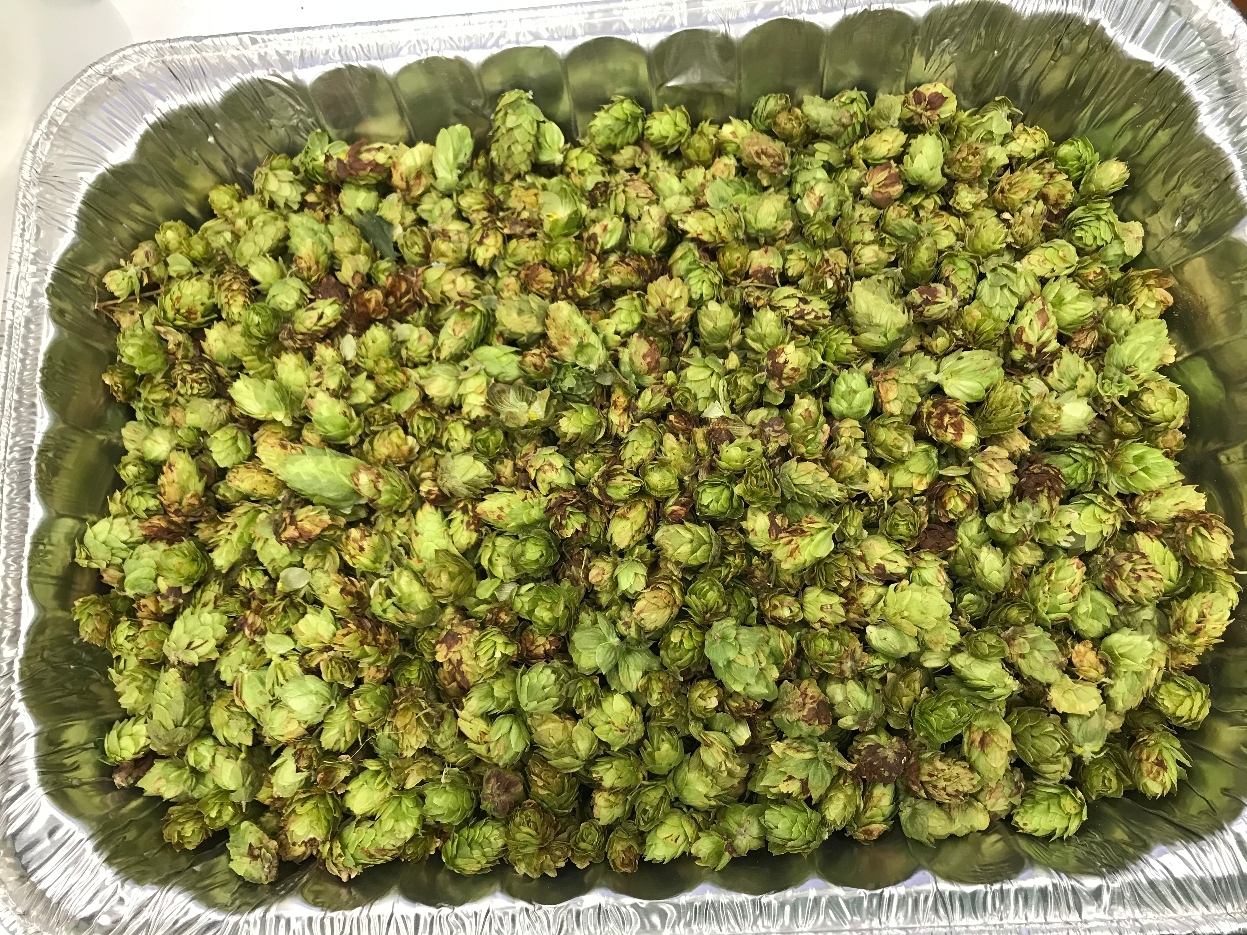 This photo shows an aluminum pan--imagine lasagna--full of hops, small pine cone-like flowers. The color is mostly a light green but some are darker or even a bit browned.