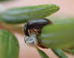 This photo shows a black beetle probing into a cotton-wool-like bundle attached to a leaf. 