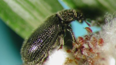 This photo shows a closeup view of a black beetle covered with fine hairs. In the background is a green leaf. The beetle is perched on a cloud of white fluff with small brown aphid-like creatures, the Hemlock Woolly Adelgid.