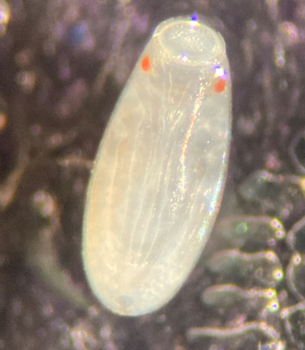 This photo shows a pearly white oval with two orange dots  appearing like eyes on one end of it.