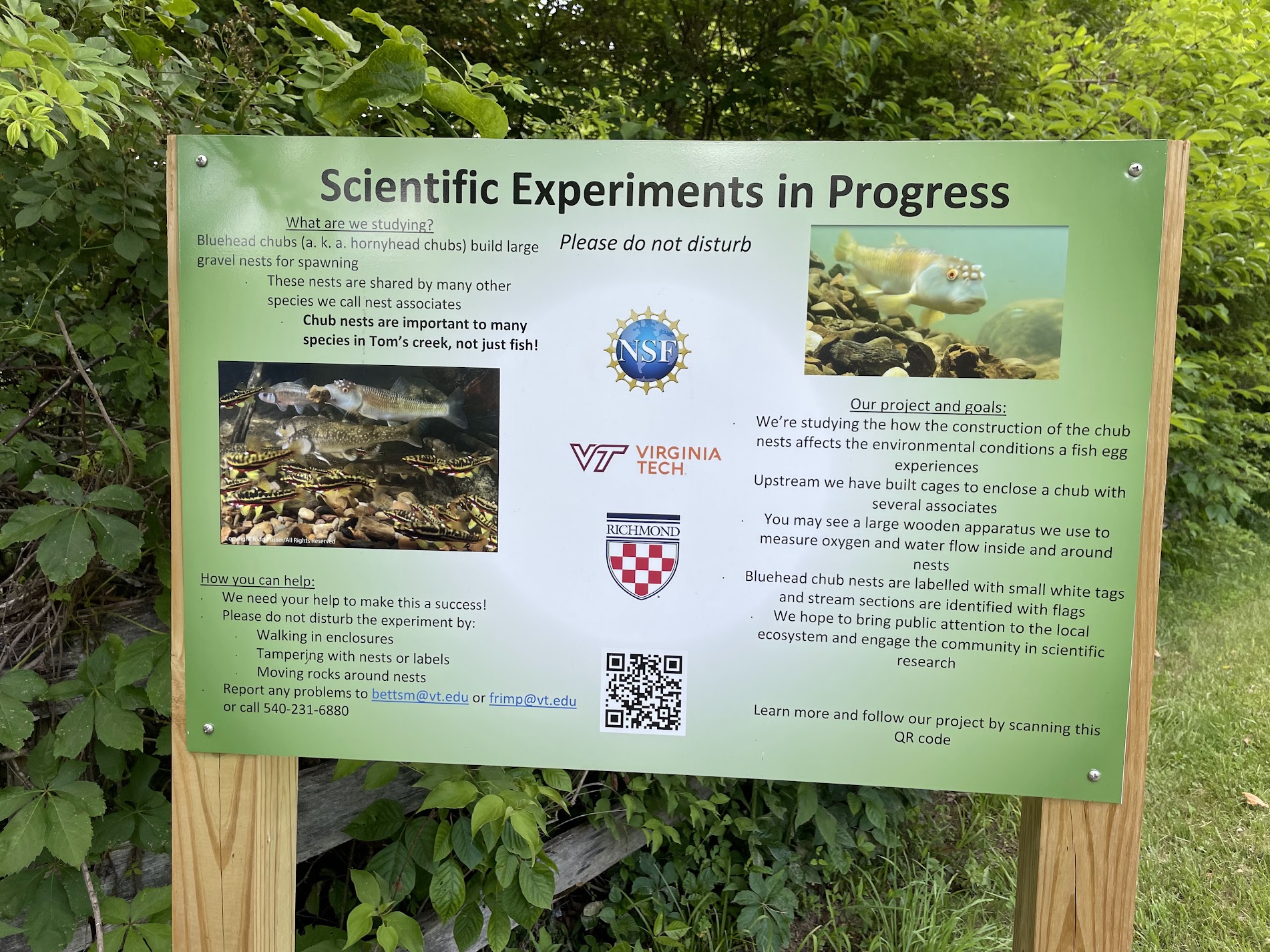 A green and white sign reads “Scientific Experiments in Progress.” Two pictures of a fish, the Bluehead Chub, decorate the sign as well as stating the intentions and goals of the project. 