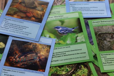 Multiple cards with species names and habitat "likes" listed on them.