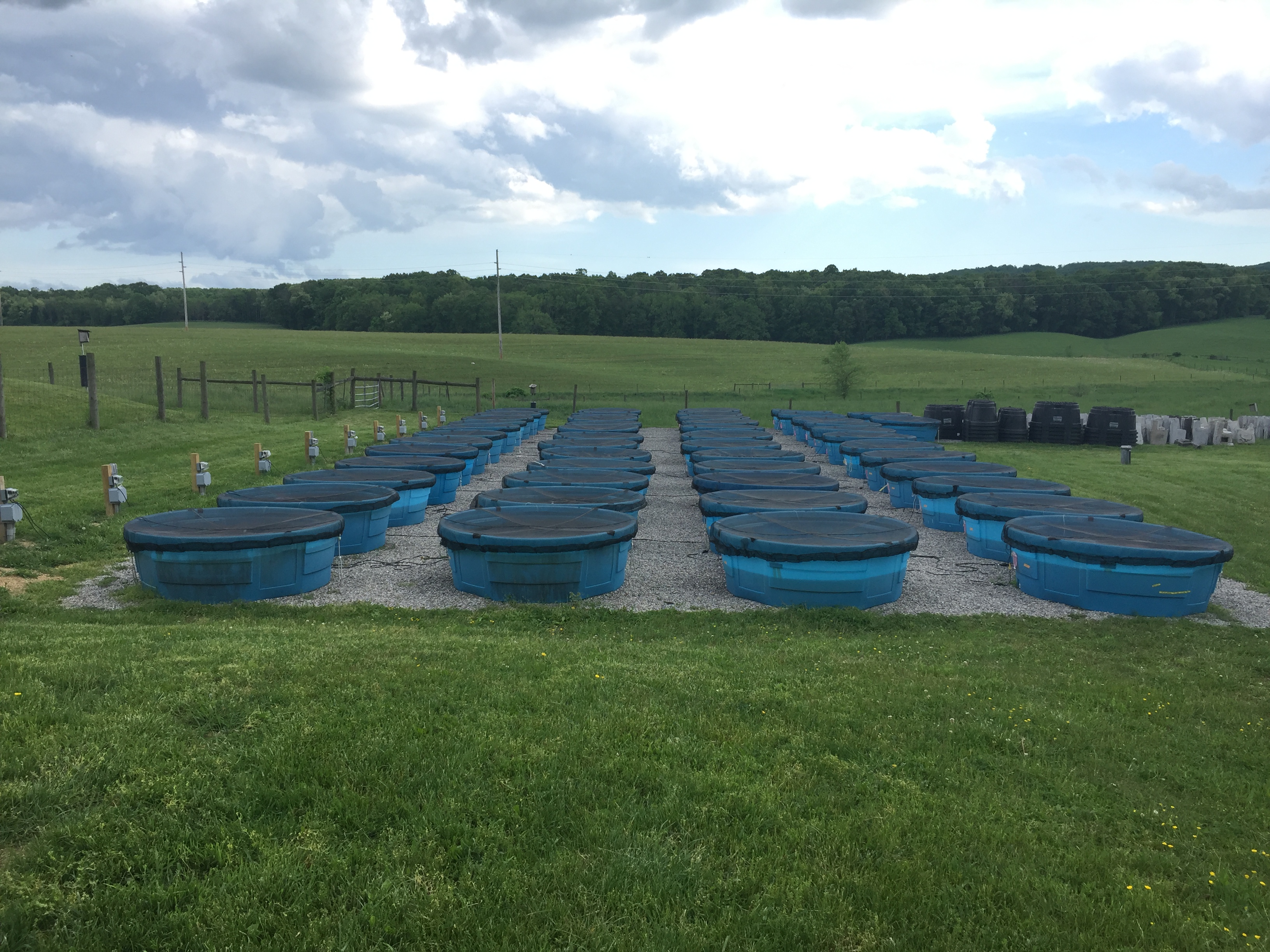 This photo shows four rows of circular blue "kiddie pool" tanks stretching into the distance. There's grass in the foreground and background, with woods in the far background. 