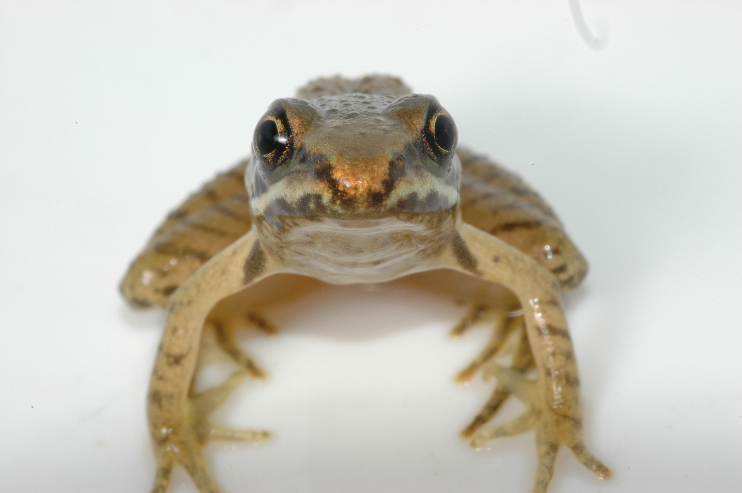 This photo shows a golden brown frog looking directly at the camera.