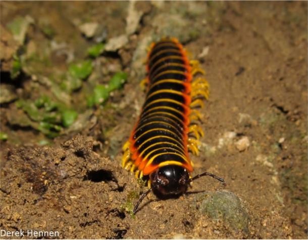 This photo shows a millipede, a many-segmented and legged arthropod, crawling on a sandy surface. It has bright orange and yellow colors against a black body, with yellow legs and yellow stripes across the body from leg to leg and an orange border that runs the length of the body.