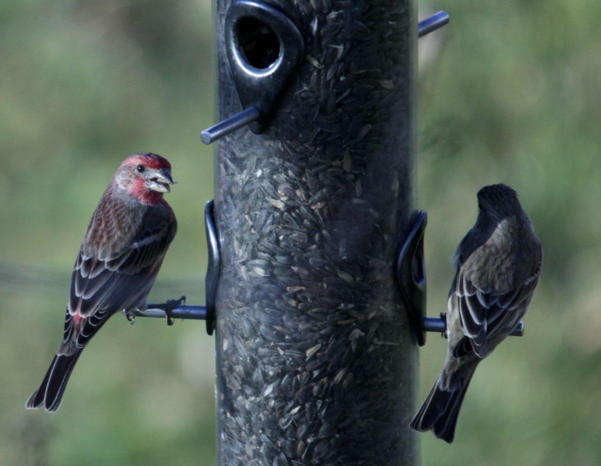 This photo shows a section of a tube-style bird feeder filled with black sunflower seeds. On the feeder perch to the left is a male house finch (a bird with brown wings and a red head) and on the perch to the right is a female house finch (brown).