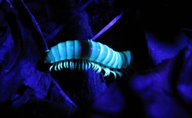 This photo shows a beautiful light blue millipede (a many-segmented and legged arthropod) against a black and purple background.
